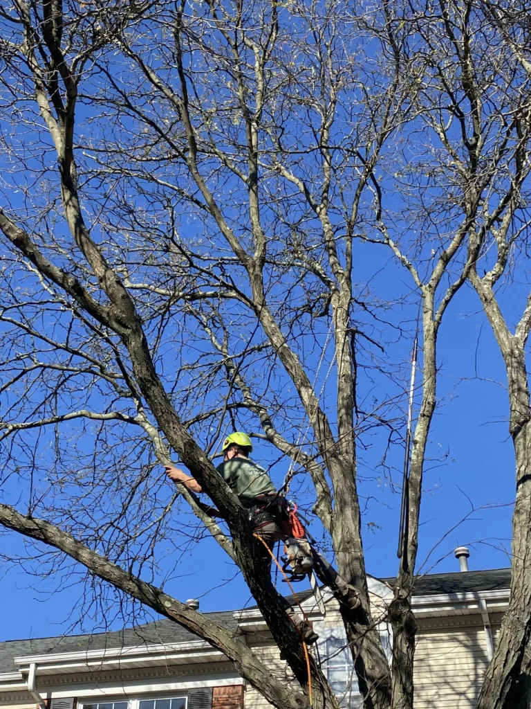 TREE CARE